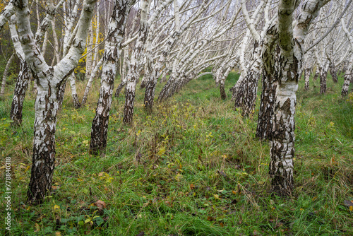 Planted Curly birches (Betula pendula var. carelica) in autumn. Curly birch is a special variety of the silver birch. The most valuable wood is sold by weight. photo