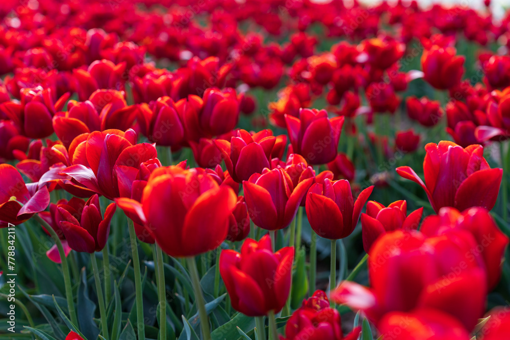 Field of blooming red tulips on a spring day. Selective focus Field of blooming red tulips on a spring day. Selective focus