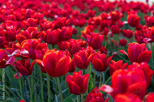 Field of blooming red tulips on a spring day. Selective focus