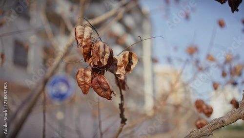 Close-up of withered brown leaves on a tree branch against a blurred urban backdrop in murcia, spain photo