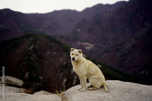 북한산 원효봉 진돗개 Jindo dog