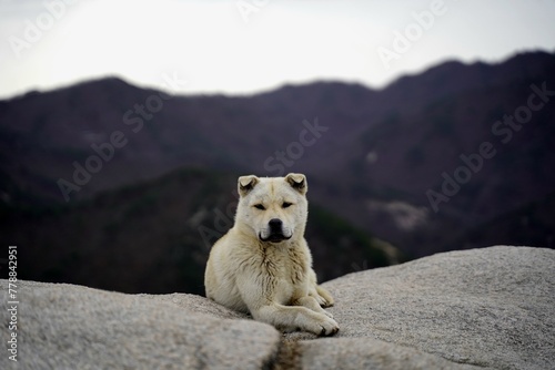 북한산 원효봉 진돗개 Jindo dog photo