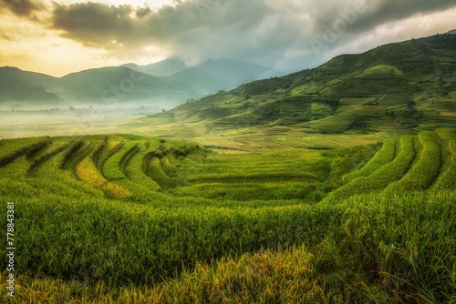 Rice Fields Prepare Harvest Northwest Vietnam Vietnam Landscapes