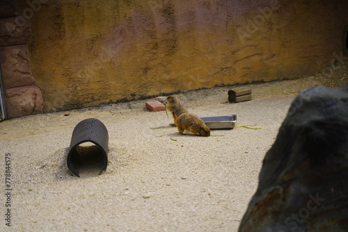 프레리독 a prairie dog[marmot].