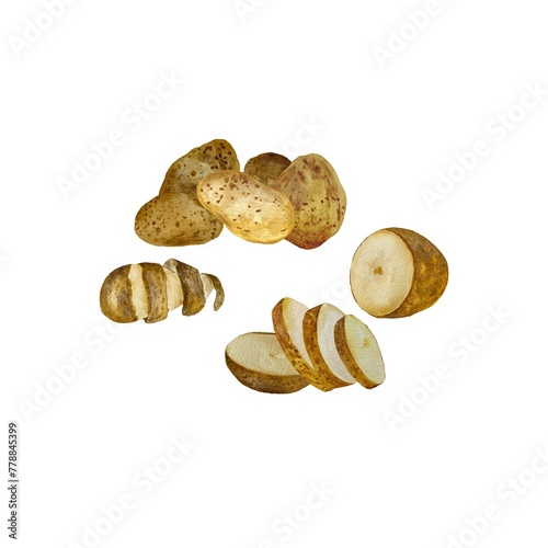 Potato slice whole tubers set watercolor sketch