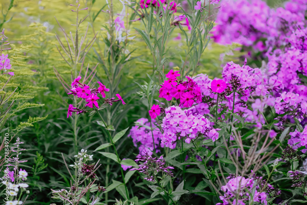 Fototapeta premium Blooming phlox garden flowers. Decorative plants.
