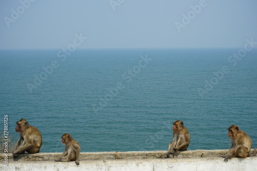 macaques © David