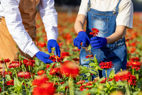 Close up of farmer and florist is working in the farm while cutting zinnia flowers using secateurs for cut flower business in his farm for agriculture industry photo