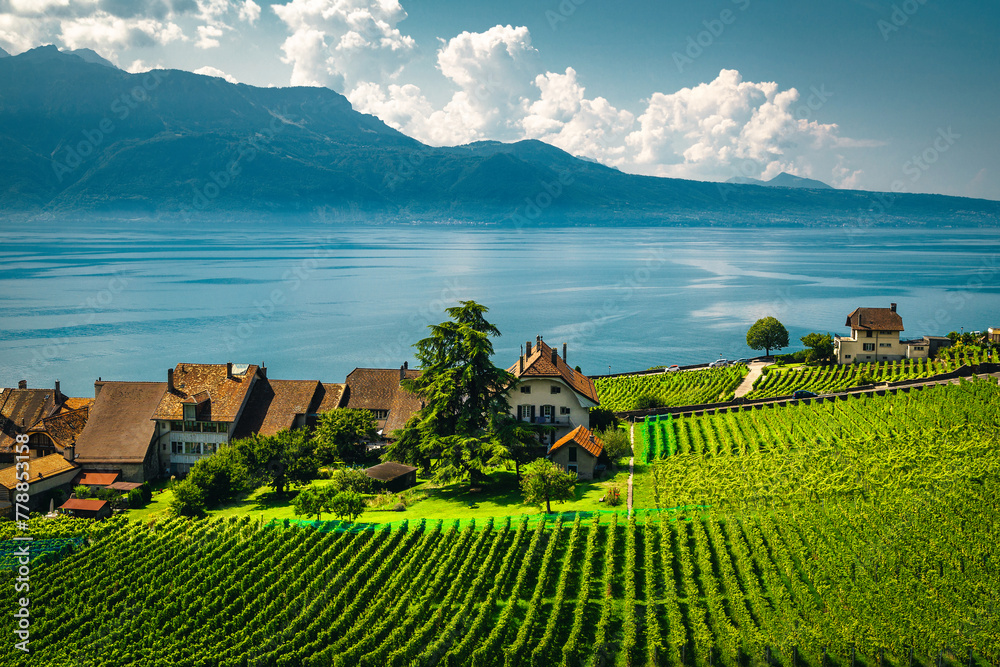 Naklejka premium Vineyards on the Geneva lake shore, Rivaz village, Switzerland