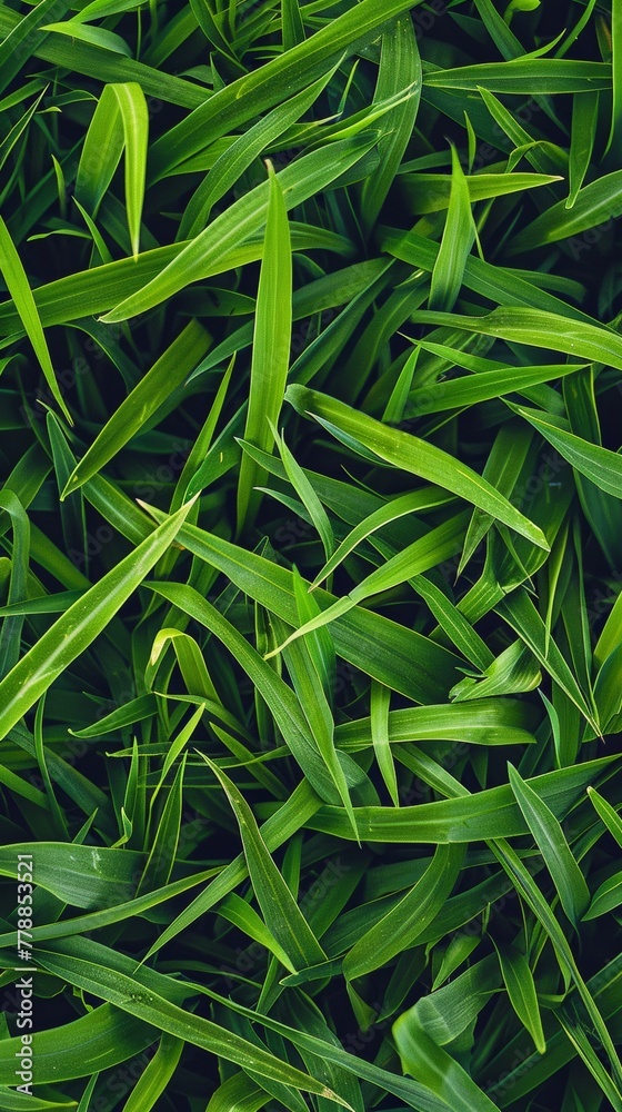Naklejka premium Lush green grass texture background
