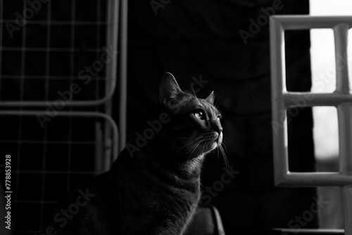 Black and white photograph of a cat. Stylish cat photo.  photo