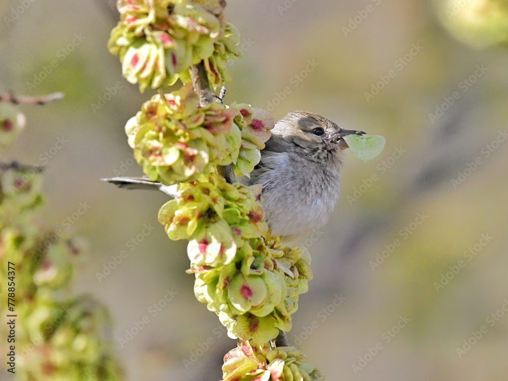 Fototapeta premium Majestic Bird in Natural Habitat