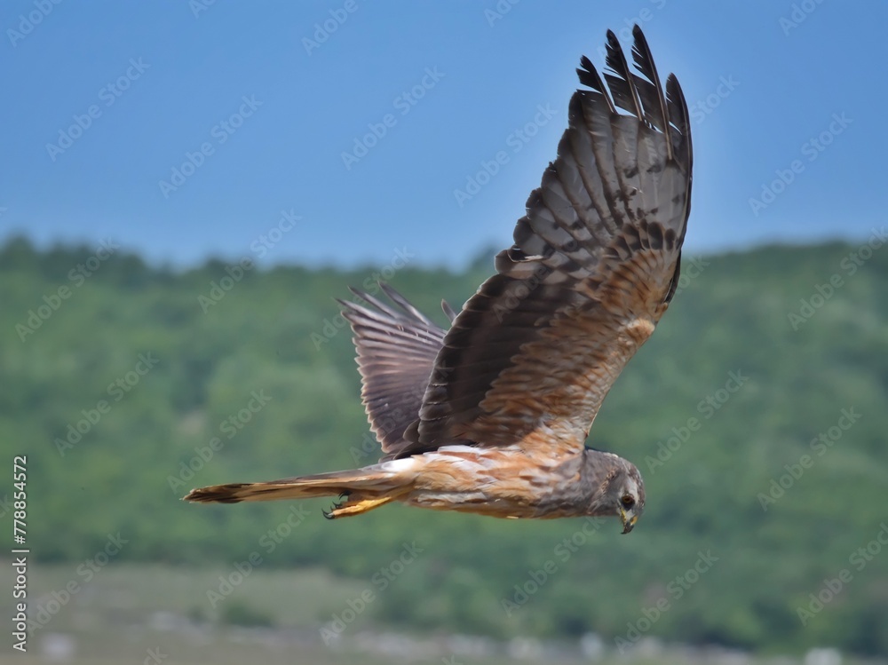 Fototapeta premium osprey in flight