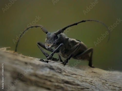 beetle on wood macro © Celestial Capture