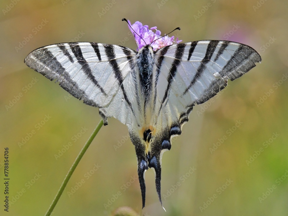Graceful Butterfly in Natural Habitat Graceful Butterfly in Natural Habitat
