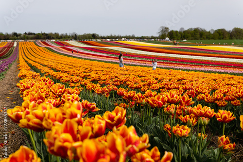 Blooming fields with tulips. Spring fields with tulips. Rows of tulips. Bright colorful fields with tulips #778855747