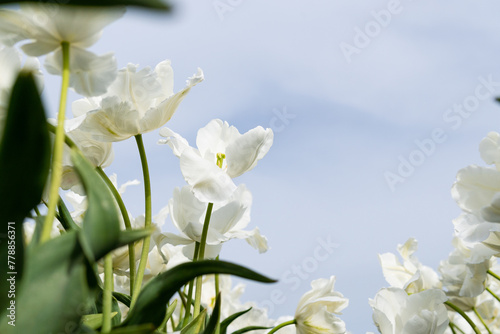 white tulips close up.  white tulips against the sky.  Spring freshness.  #778856371
