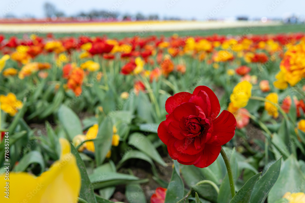 Blooming fields with tulips. Spring fields with tulips. Rows of tulips. Bright colorful fields with tulips