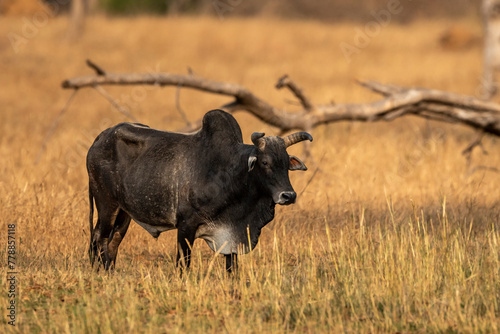 Fototapeta Naklejka Na Ścianę i Meble -  domestic animal huge and large Abandoned Indian black bull standing in grassland core forest or jungle a conservation issue or wildlife threat at panna national park tiger reserve madhya pradesh india
