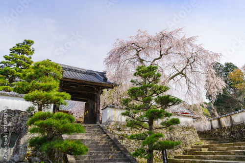 松平郷のシダレ桜（愛知県豊田市） photo