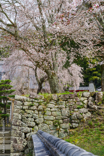 松平郷のシダレ桜（愛知県豊田市） photo