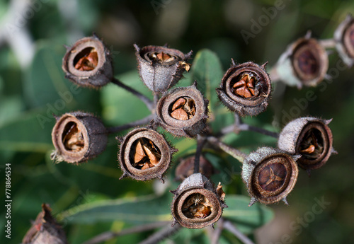 Fruit, gum nut and seeds of the Australian native Dwarf Apple Angophora hispida, family Myrtaceae. Endemic to Hawkesbury sandstone of Sydney region, NSW, Australia