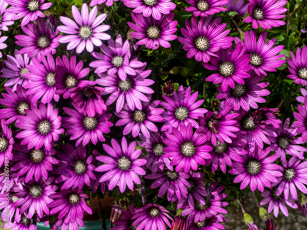 pink and white chrysanthemum pink and white chrysanthemum