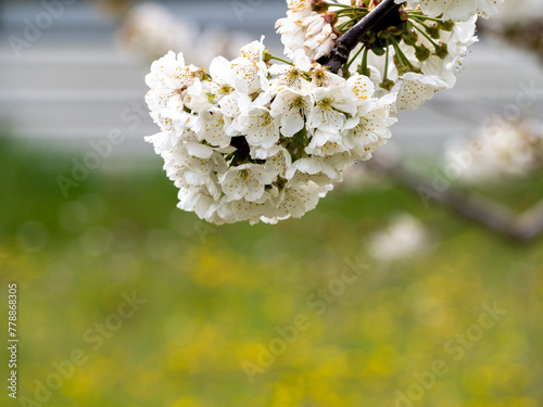 Sakura flower. Spring cherry branch with pink flowers and leaves on the blurred background.Cherry blossoms in the park are in bloom. The scientific name is Cerasus lannesiana Carriere, 1872 Kawazu-zak