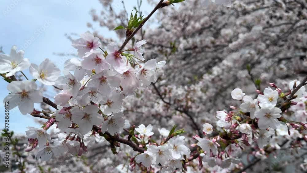Closeup shot for Cherry blossom tree flowers inside branches viewing spot Closeup shot for Cherry blossom tree flowers inside branches viewing spot