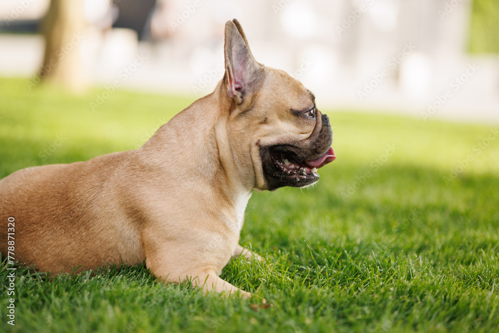 Portrait of adorable, happy dog of the French Bulldog breed in the park on the green grass at sunset. Portrait of adorable, happy dog of the French Bulldog breed in the park on the green grass at sunset.