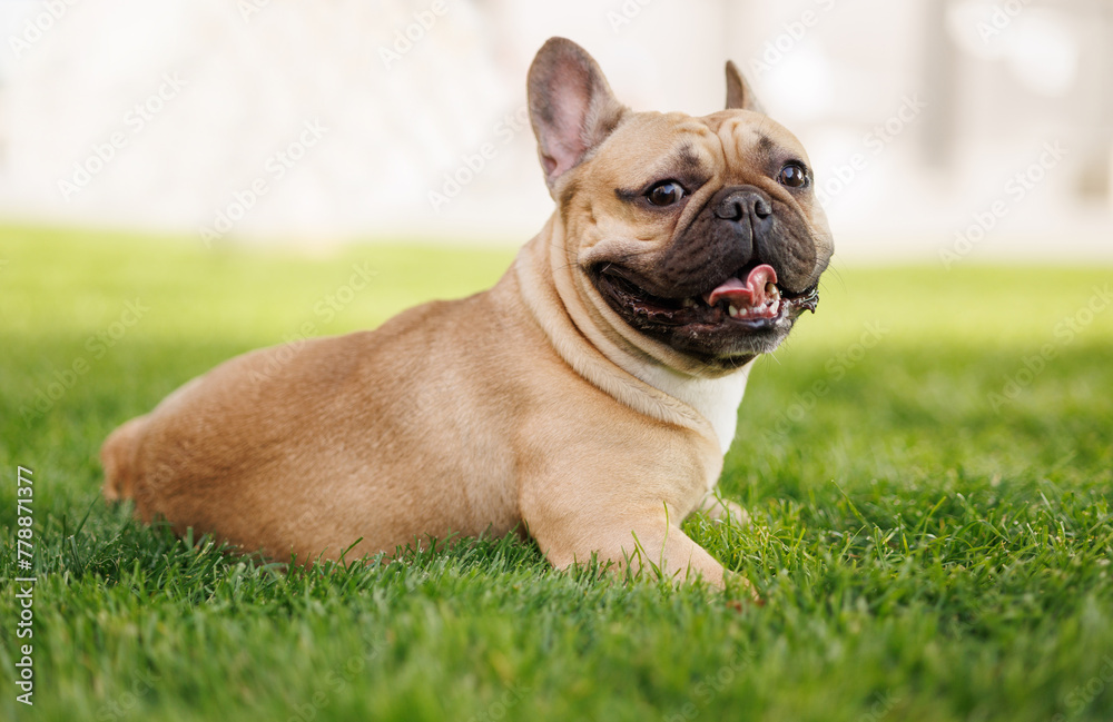 Portrait of adorable, happy dog of the French Bulldog breed in the park on the green grass at sunset.