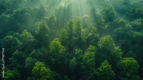 A forest of green trees with a lush green canopy. The trees are tall and dense, creating a sense of depth and serenity. The image evokes a feeling of peace and tranquility photo