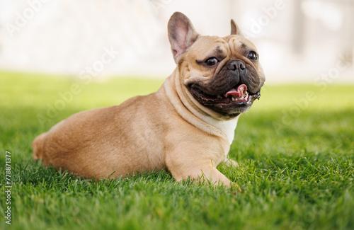 Portrait of adorable, happy dog of the French Bulldog breed in the park on the green grass at sunset. © KDdesignphoto