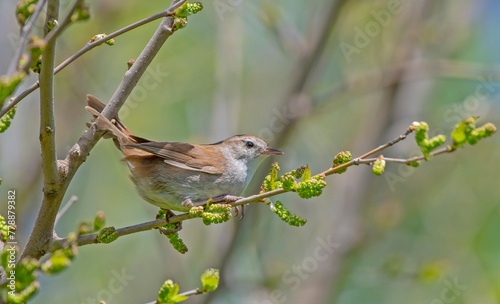 Cetti's Warbler (Cettia cetti) is a songbird that lives in bush areas. It occurs in suitable habitats in Asia, Europe and Africa. photo