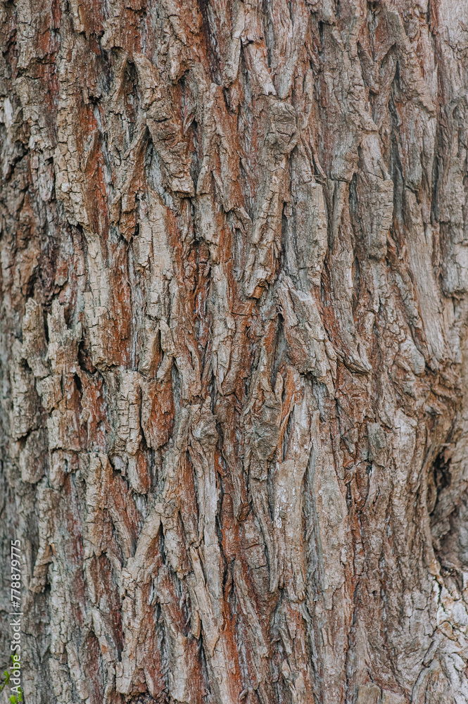 Background, texture of the surface of the tree bark. Nature photography. Background, texture of the surface of the tree bark. Nature photography.