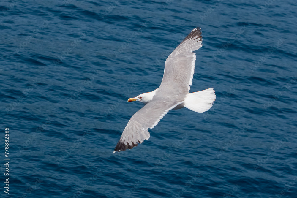Seagull in flight over the sea in Greece. Seagull in flight over the sea in Greece.