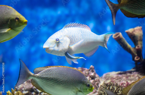 Tropical fish swimming in the aquarium. Beautiful colorful fishes in the aquarium