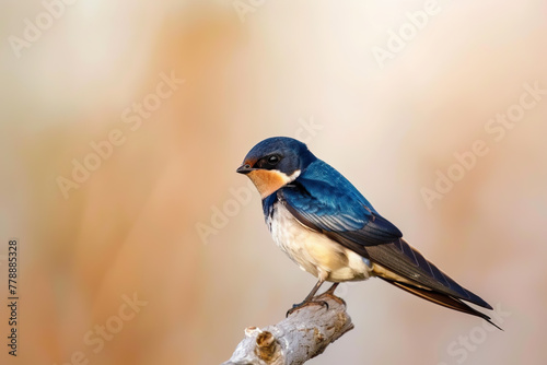 Portrait of a swallow bird, passerine songbird, on a bright background