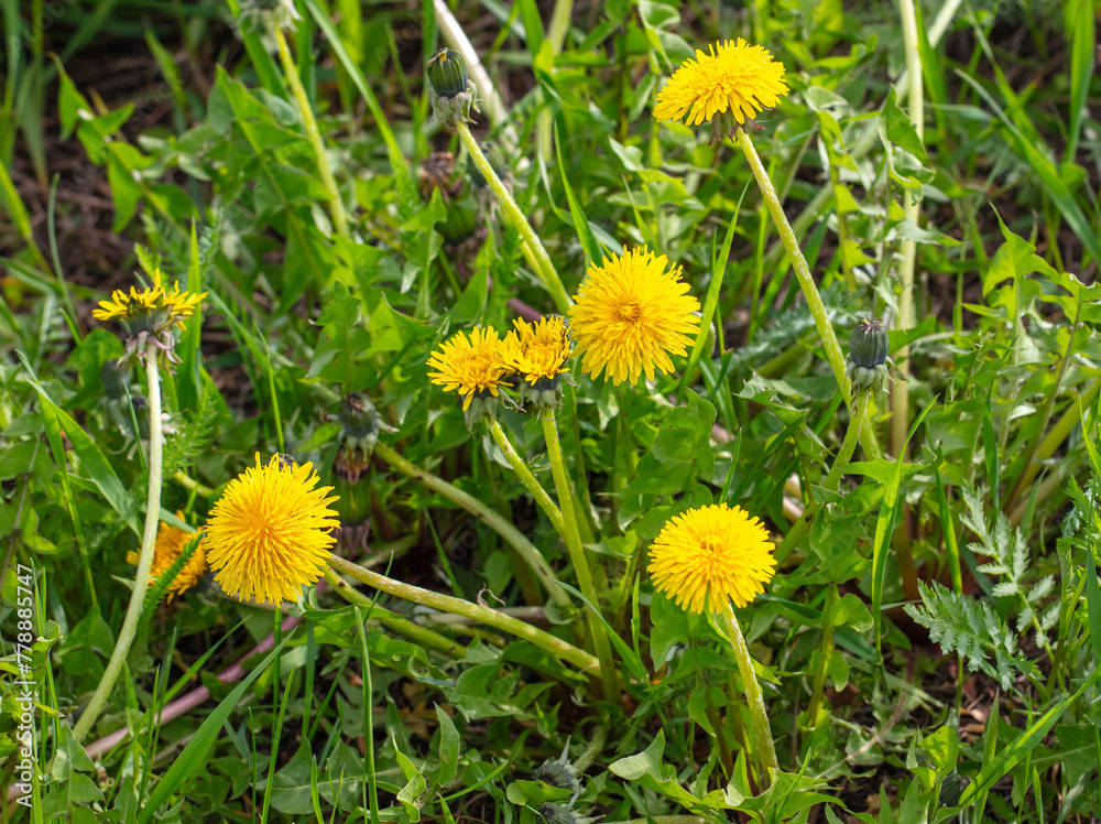 Yellow dandelion flowers in nature in spring Yellow dandelion flowers in nature in spring
