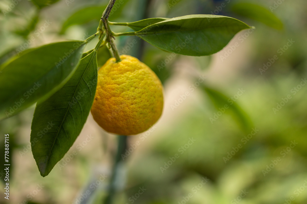 Ripe lemon hanging, vibrant against green
