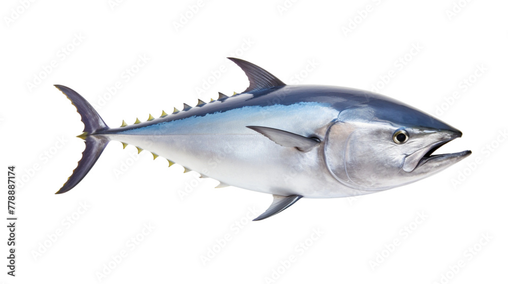 Bluefin tuna really fresh isolated on white Bluefin tuna really fresh isolated on white