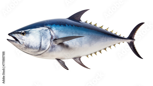 Bluefin tuna really fresh isolated on white