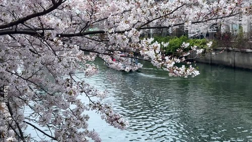 Sakura tree branches over boat sailing ookagawa ooka river yokohama cherry blossom season with cityscape train, streets downtown background photo