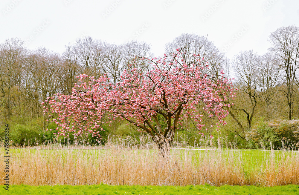 Spring season landscape Isolated Pink trumpet sakura tree on grass field, landscape nature background. Spring season landscape Isolated Pink trumpet sakura tree on grass field, landscape nature background.