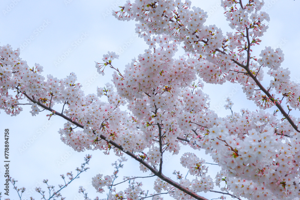Horizontal shoot White cherry blossom .