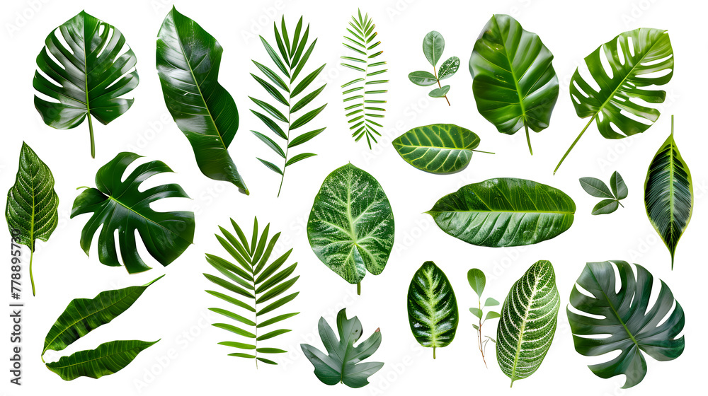 Transparent images of leaves Transparent images of leaves