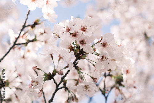 cherry blossoms 桜 © Morita