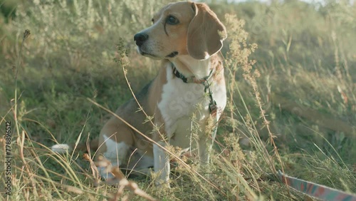 Adult beagle dog on the field. Close up of beagle dog. Beagle dog in the wild sitting in the sun 