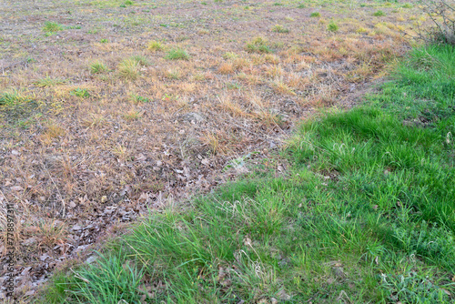 Field with dead weeds treated with plant killer