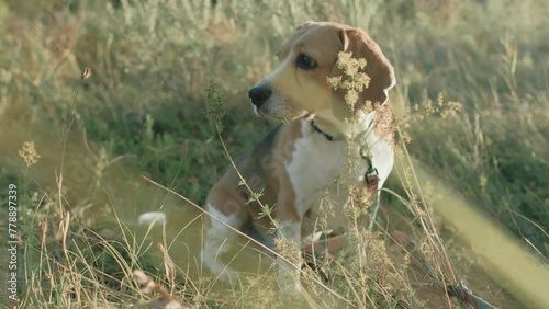 Adult beagle dog on the field. Close up of beagle dog. Beagle dog in the wild sitting in the sun 